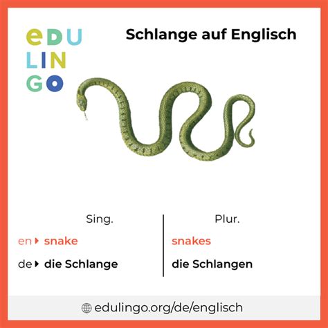 schlange englisch|Schlange